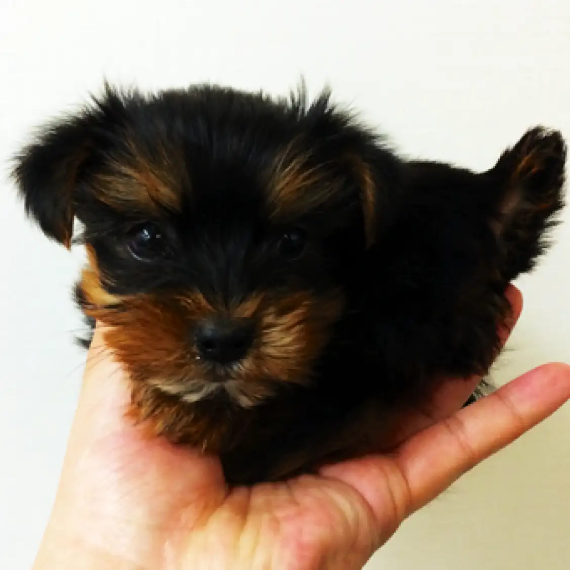 ヨークシャーテリア