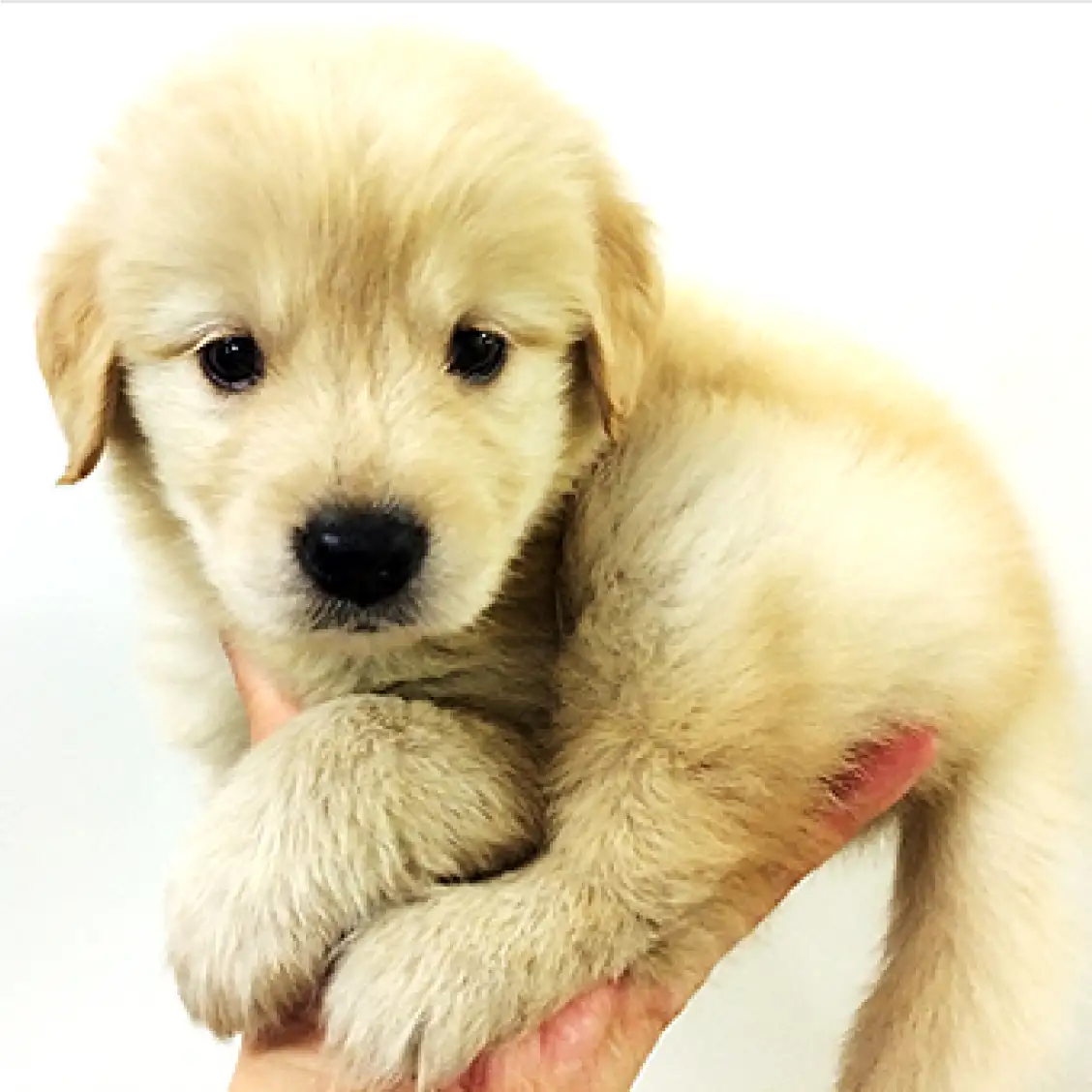 ゴールデンレトリバー