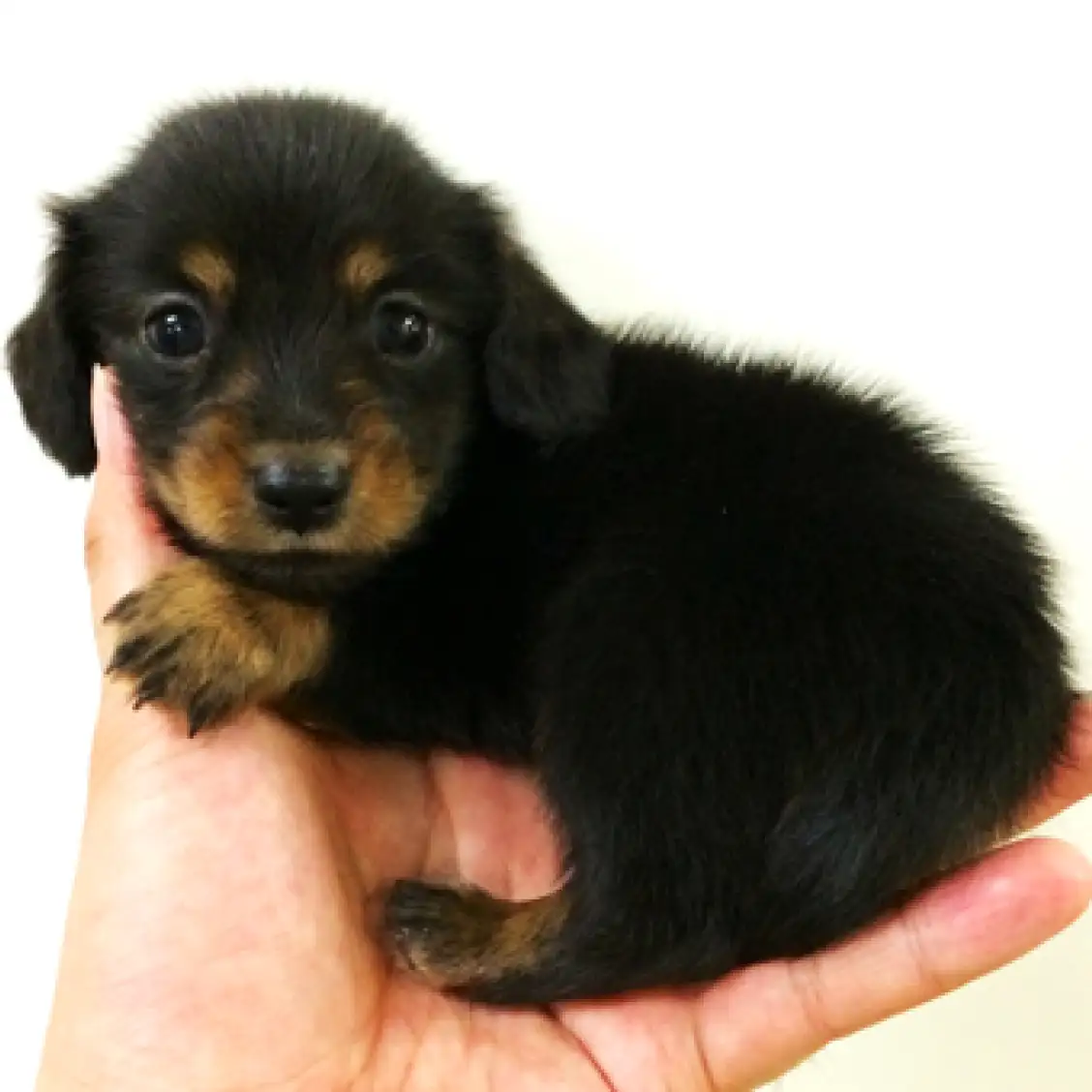 カニンヘン・ダックスフント