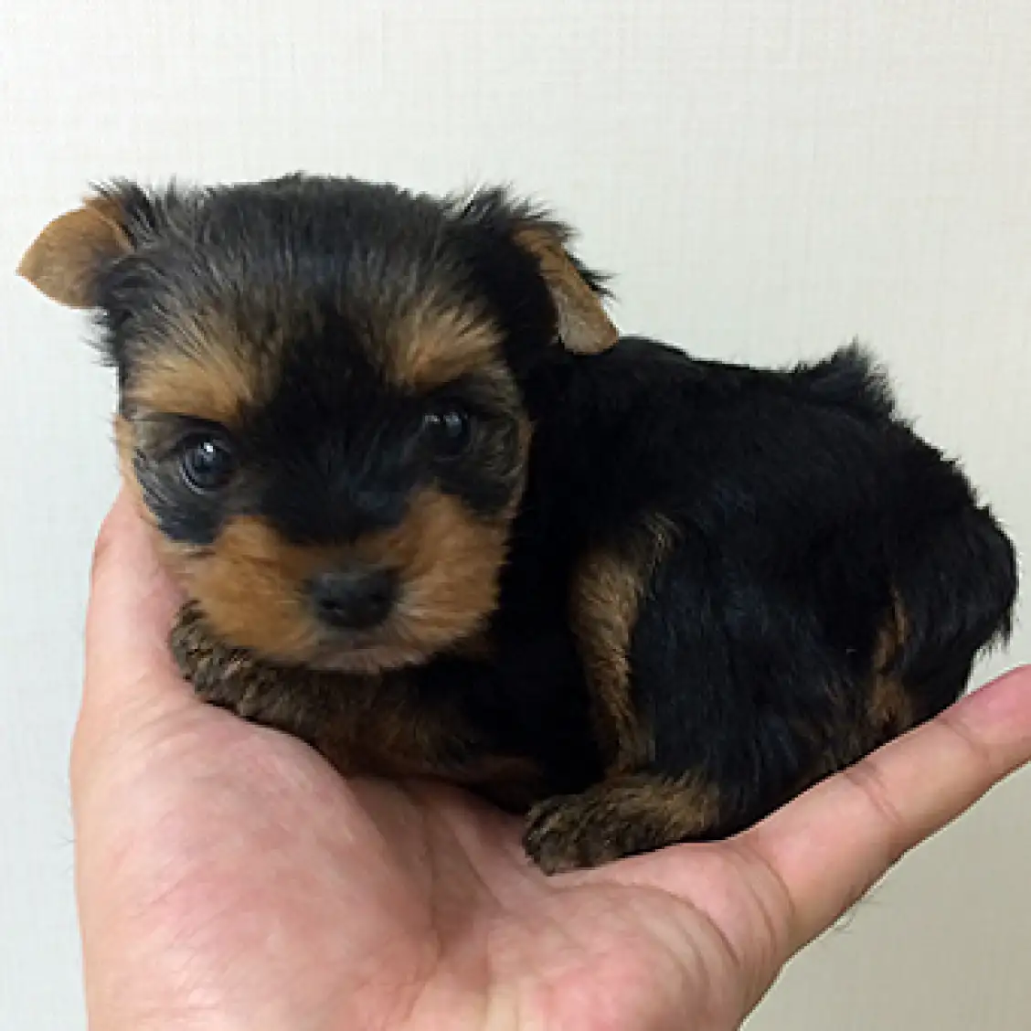 ヨークシャーテリア