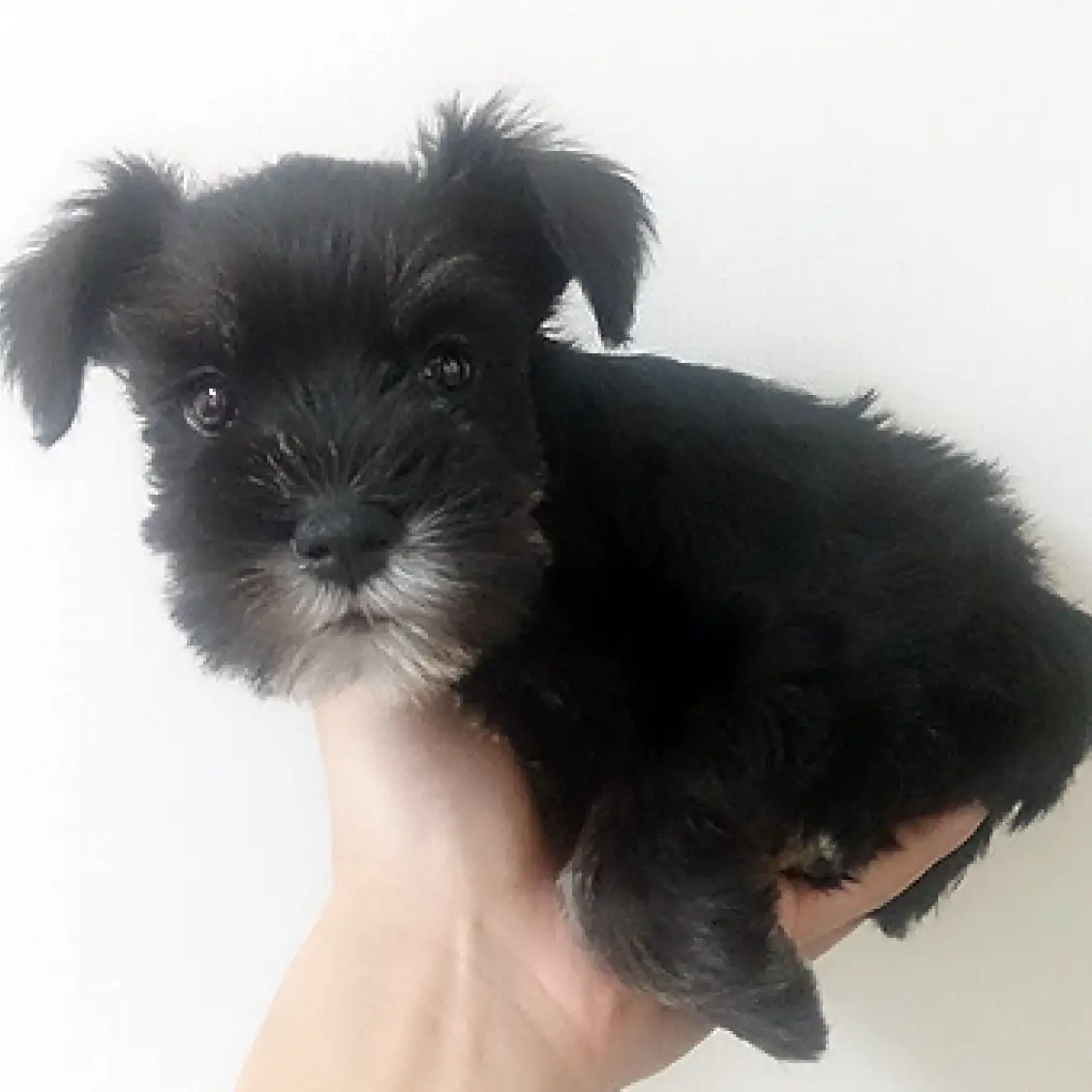 ミニチュア・シュナウザー