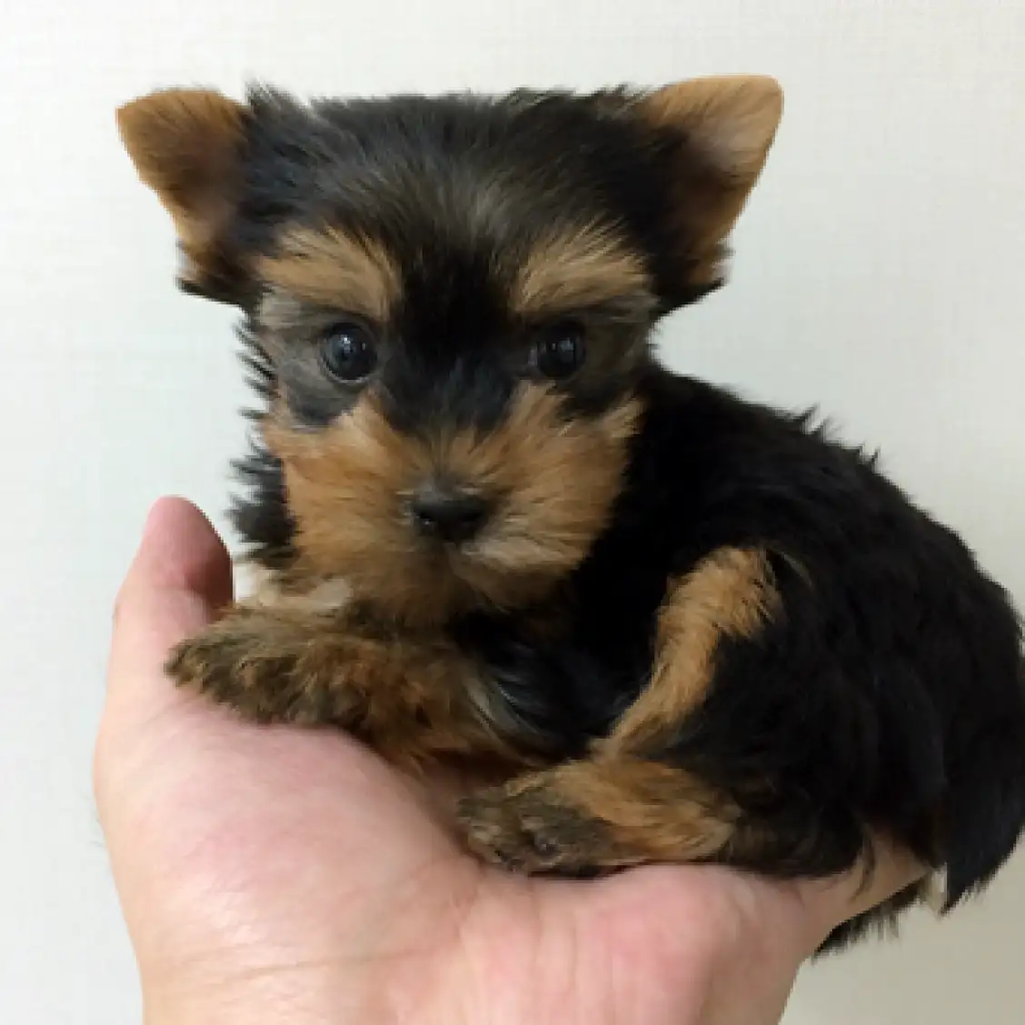 ヨークシャーテリア