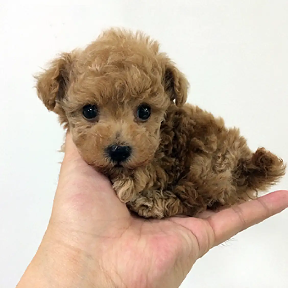 トイ・プードル