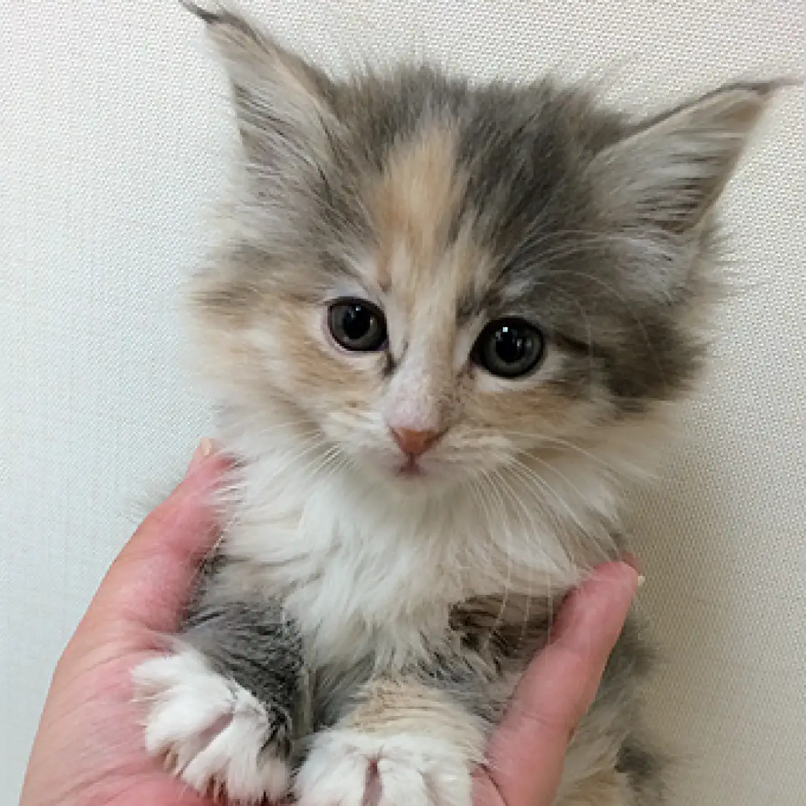 ノルウェージャンフォレストキャット