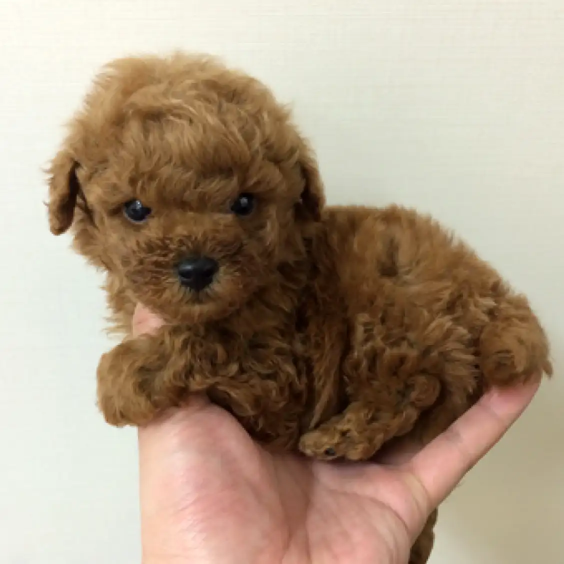 トイ・プードル