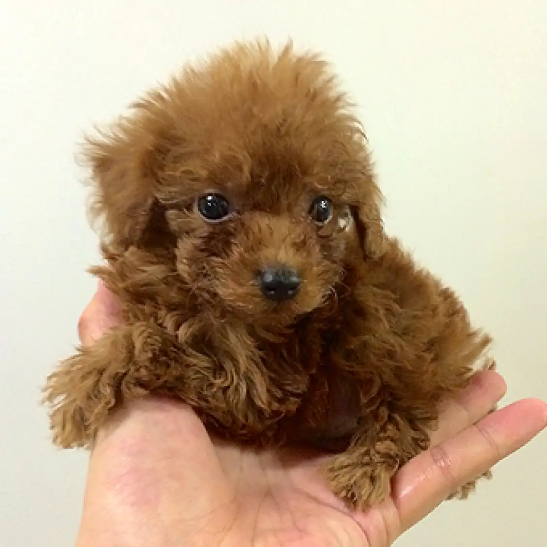 トイ・プードル