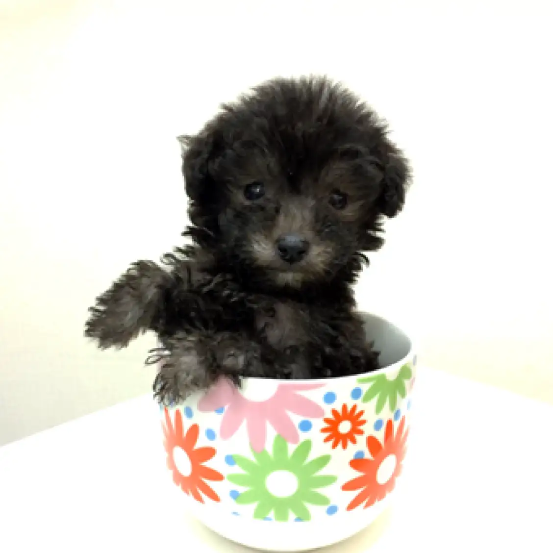 トイ・プードル