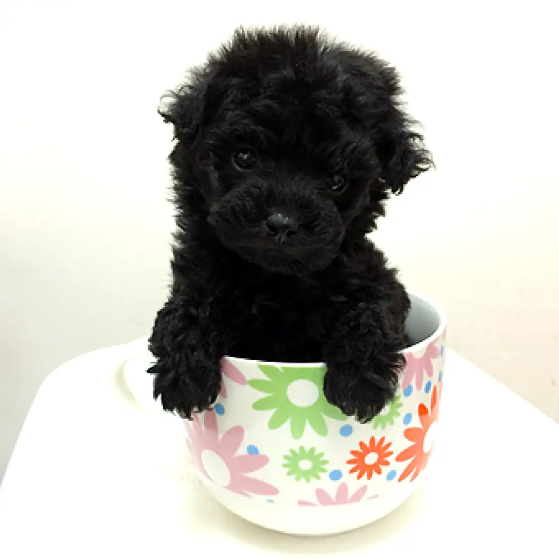 トイ・プードル