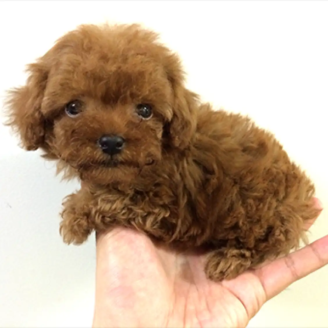 トイ・プードル