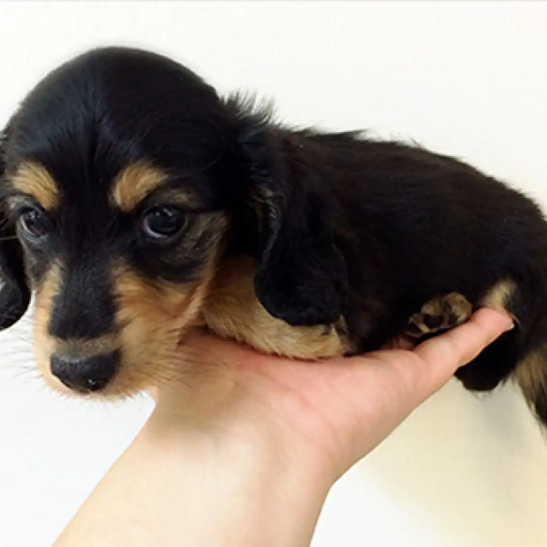 カニンヘン・ダックスフント