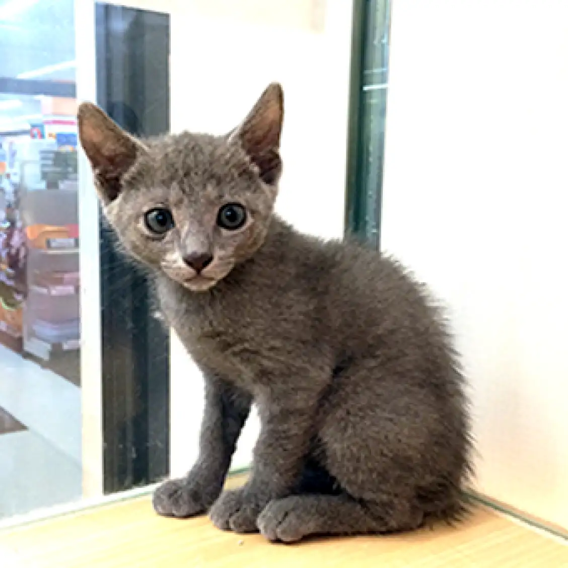 ロシアンブルー