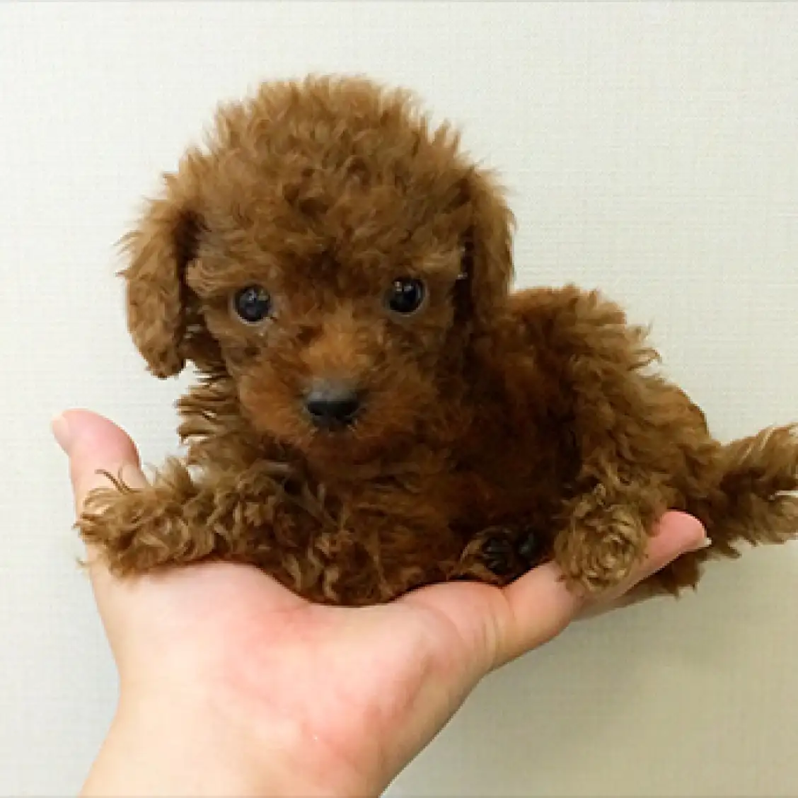 トイ・プードル