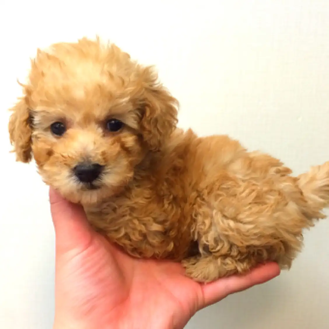 トイ・プードル