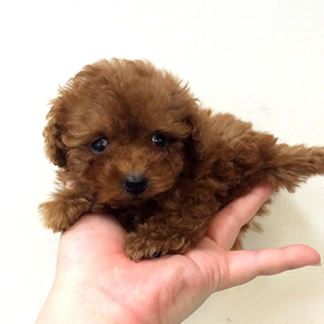 トイ・プードル