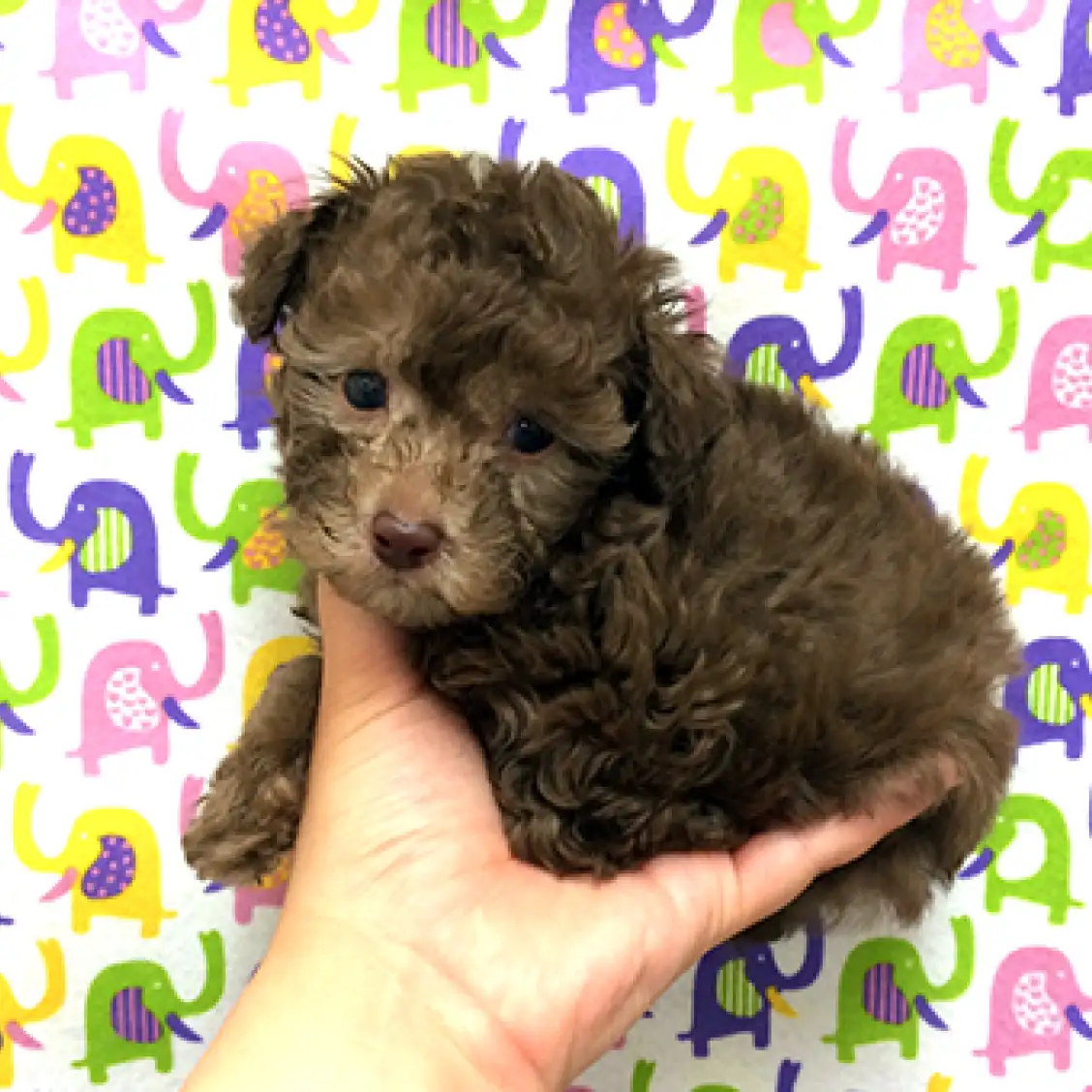 トイ・プードル