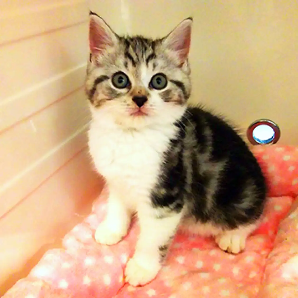 スコティッシュフォールド