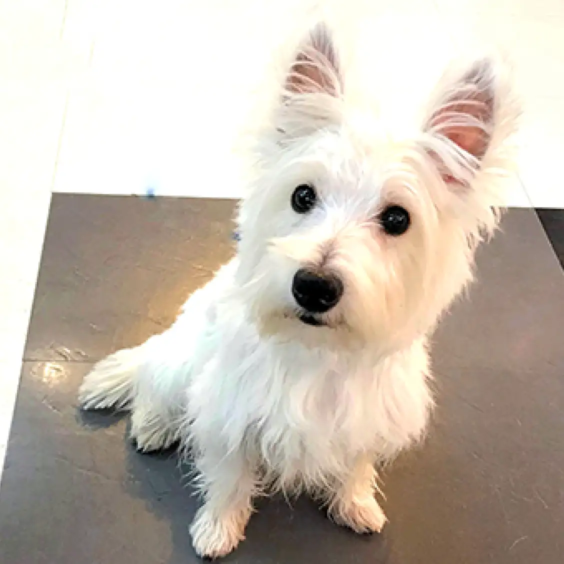 ウェストハイランドホワイトテリア