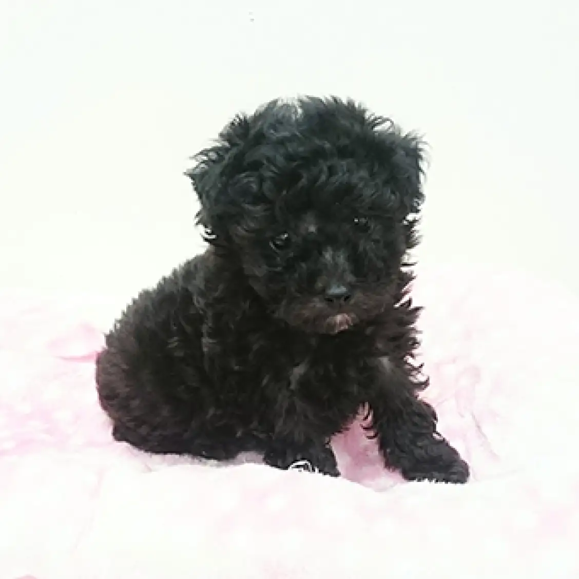 トイ・プードル