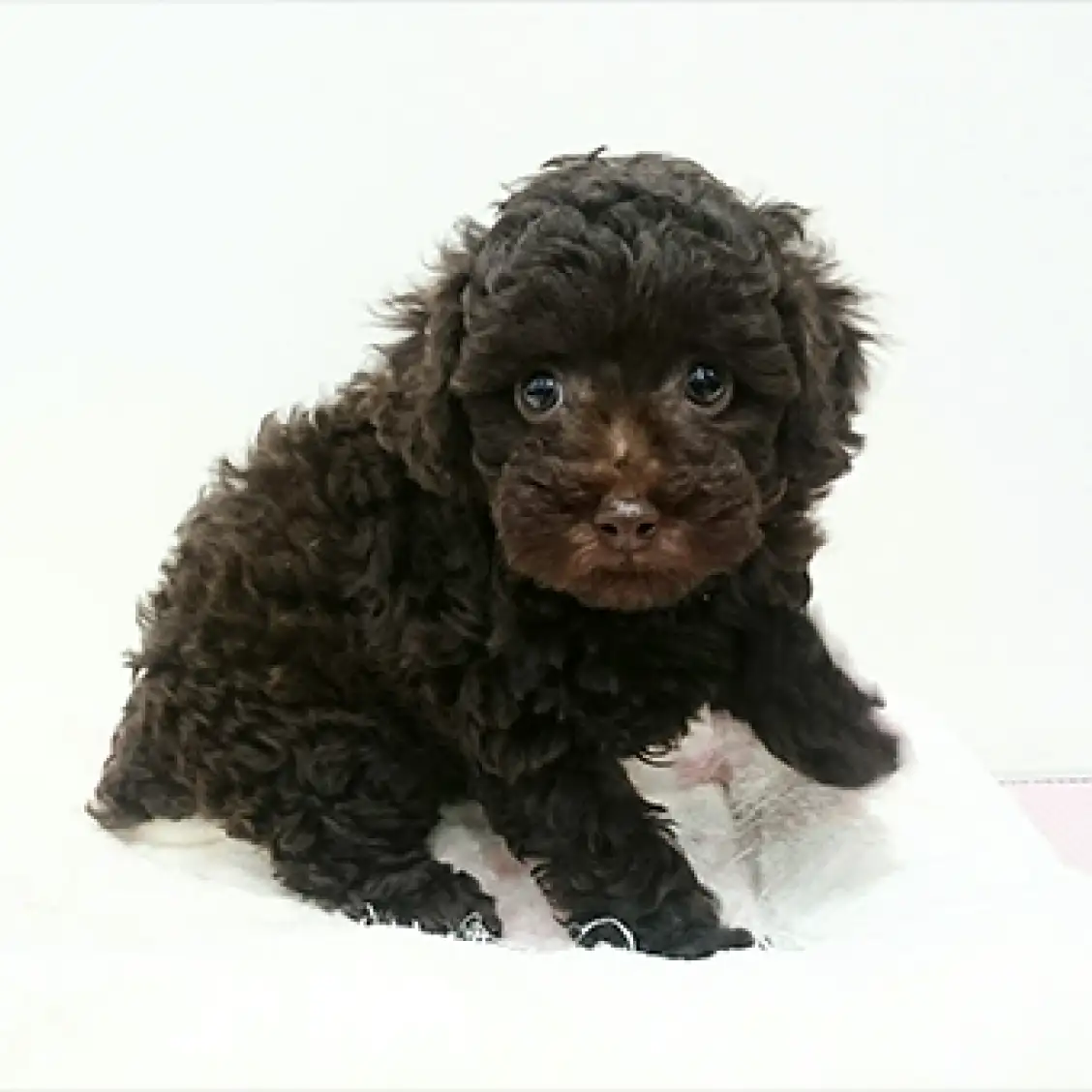 トイ・プードル