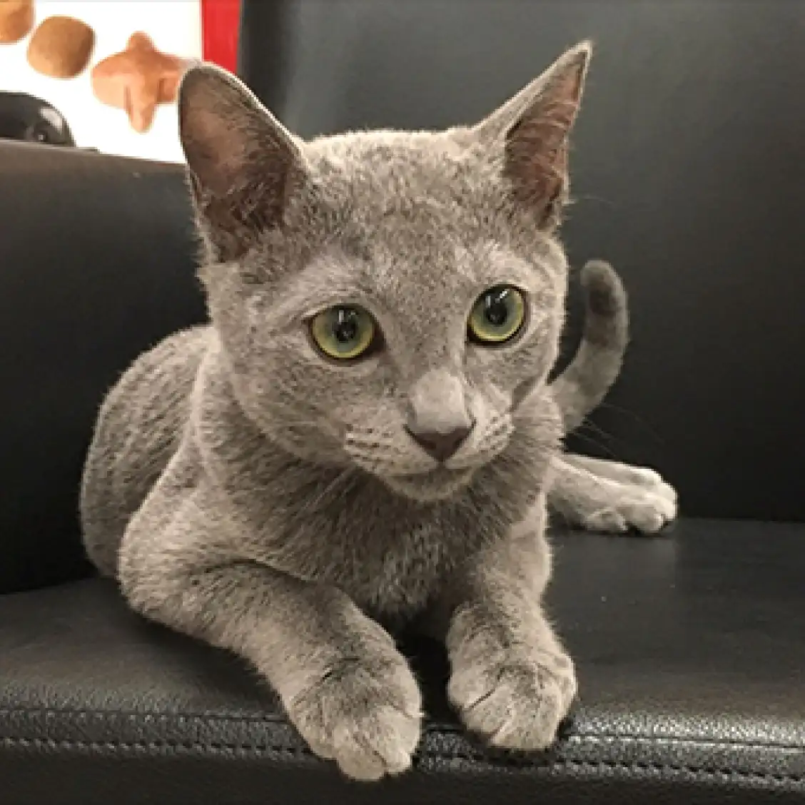 ロシアンブルー