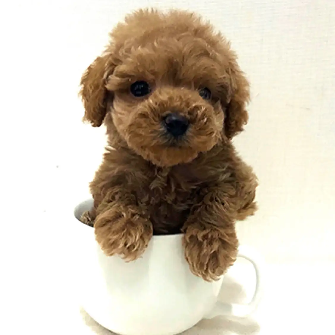 トイ・プードル