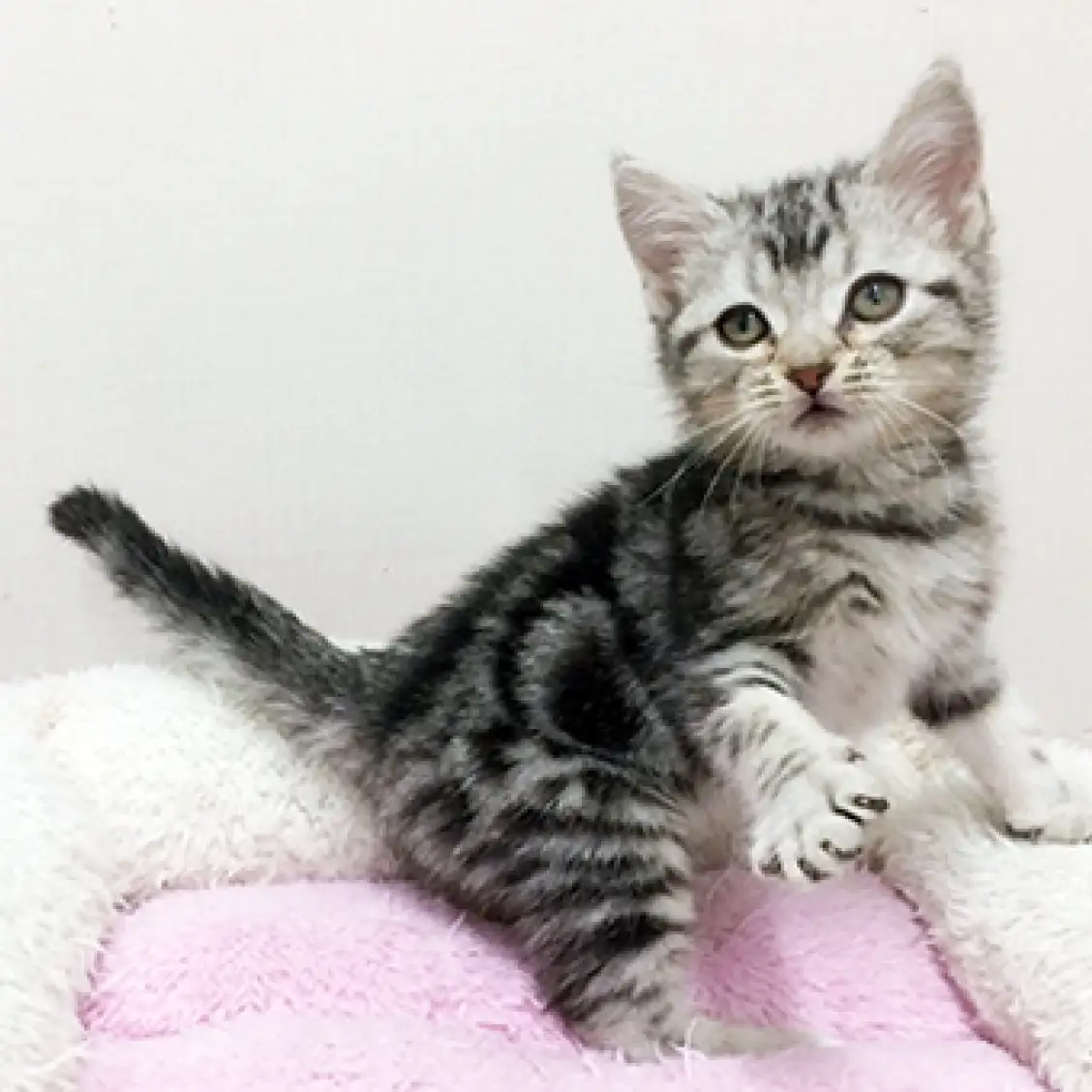 アメリカンショートヘア