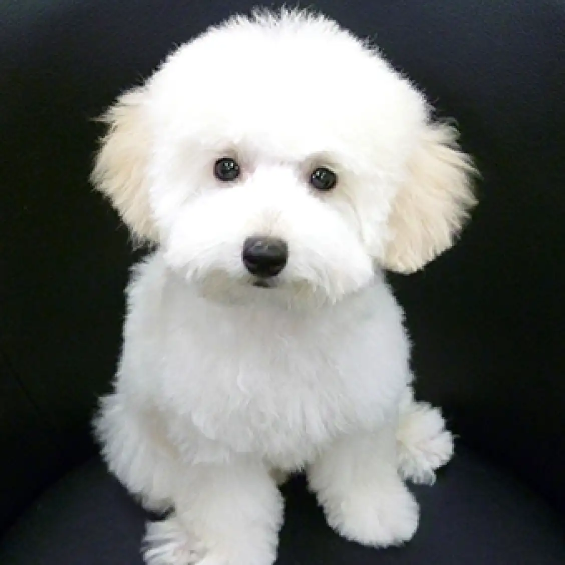 トイ・プードル