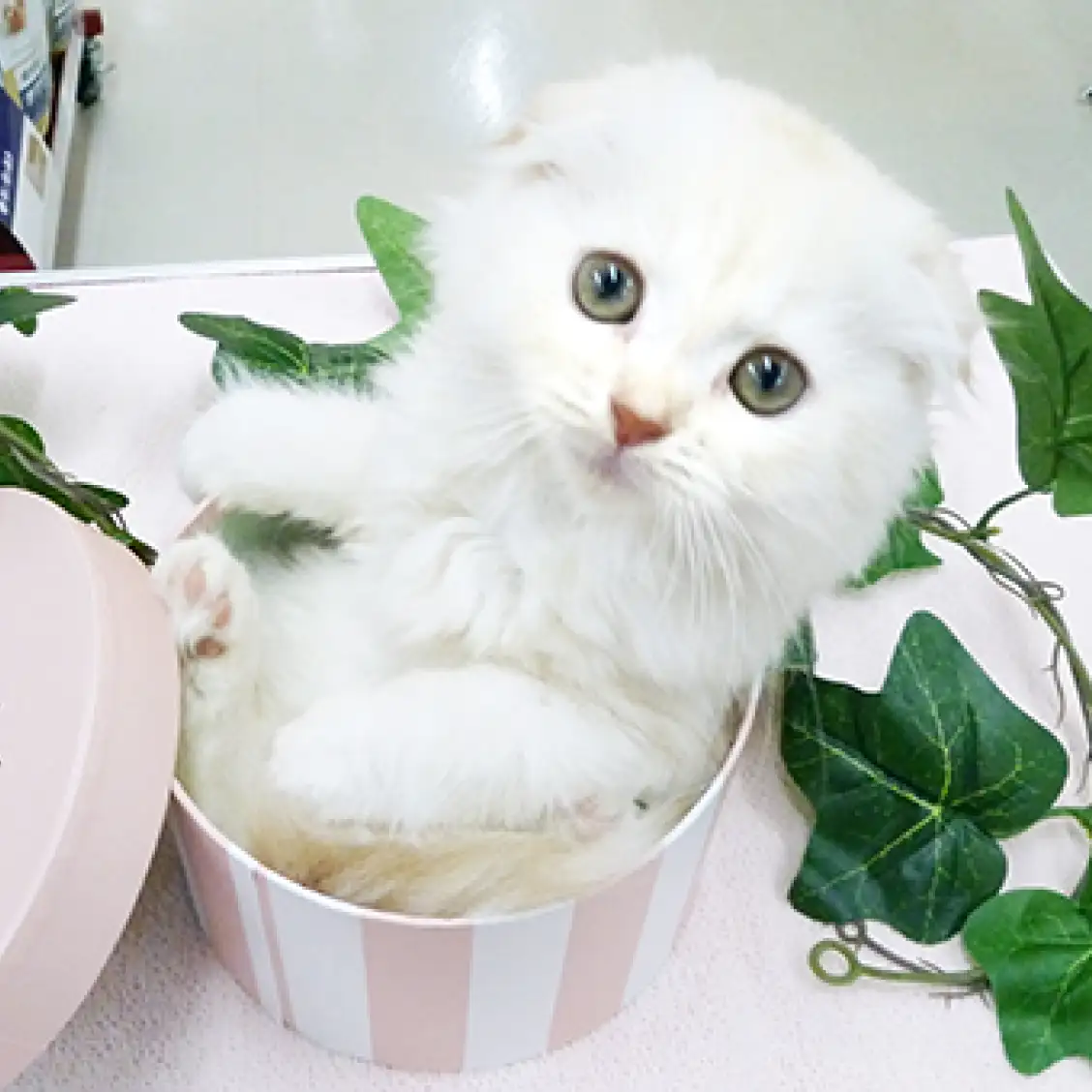 スコティッシュフォールド