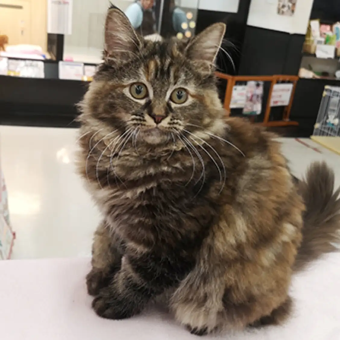 ノルウェージャンフォレストキャット