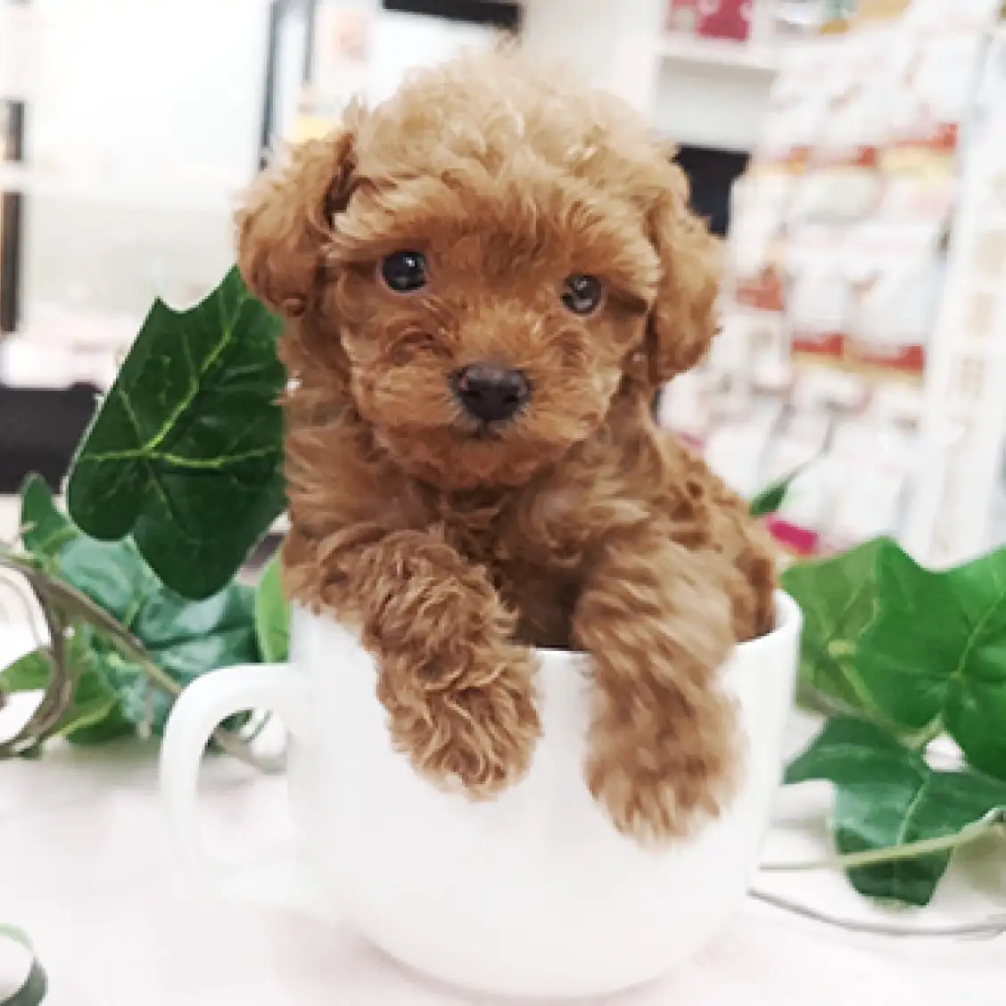 トイ・プードル