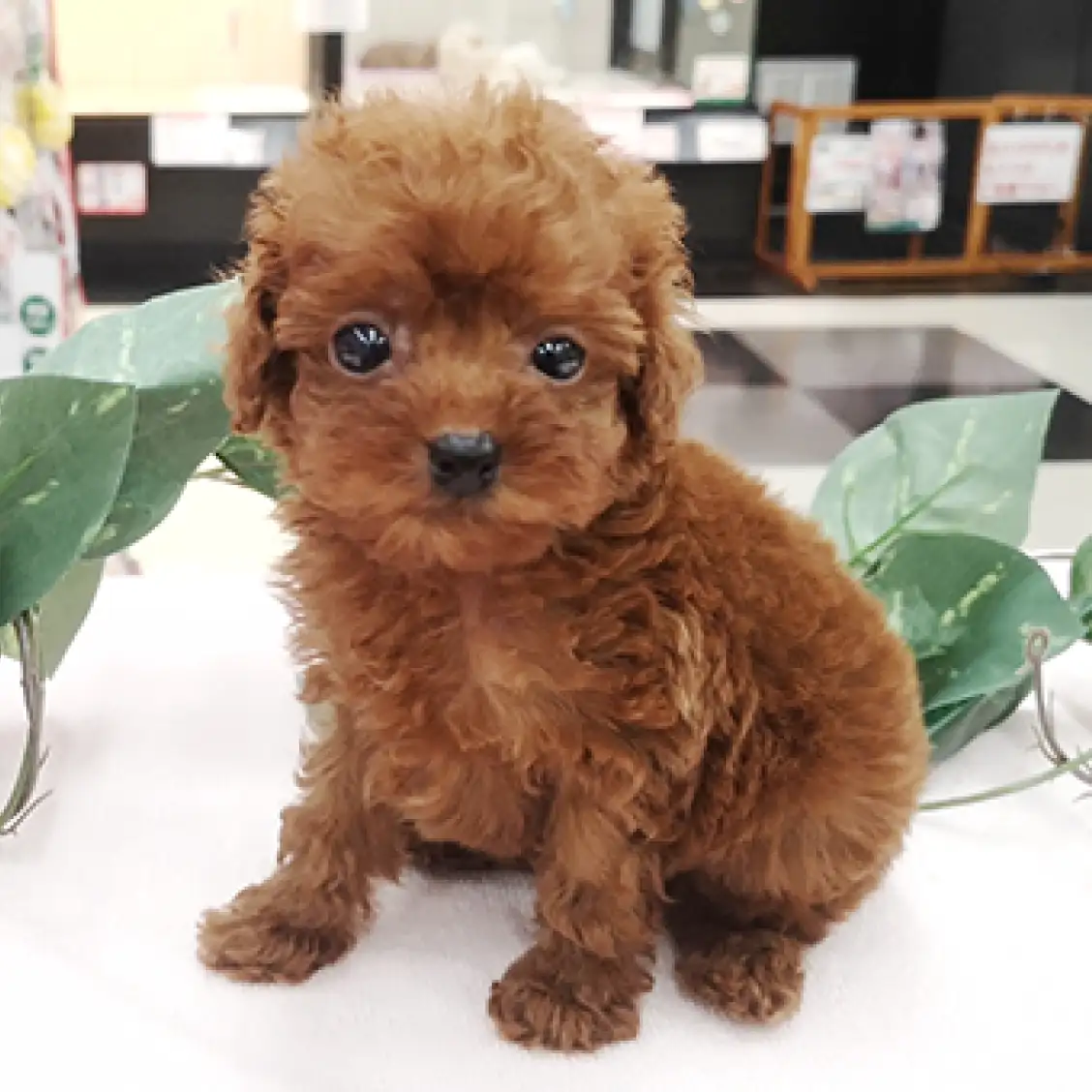 トイ・プードル