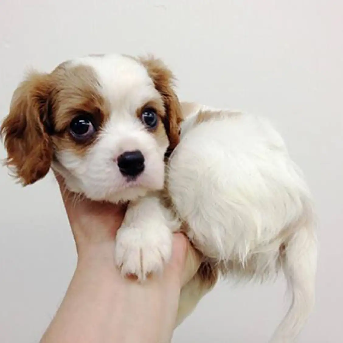 キャバリア・キングチャールズ・スパニエル