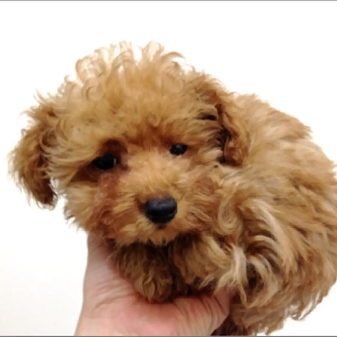 トイ・プードル