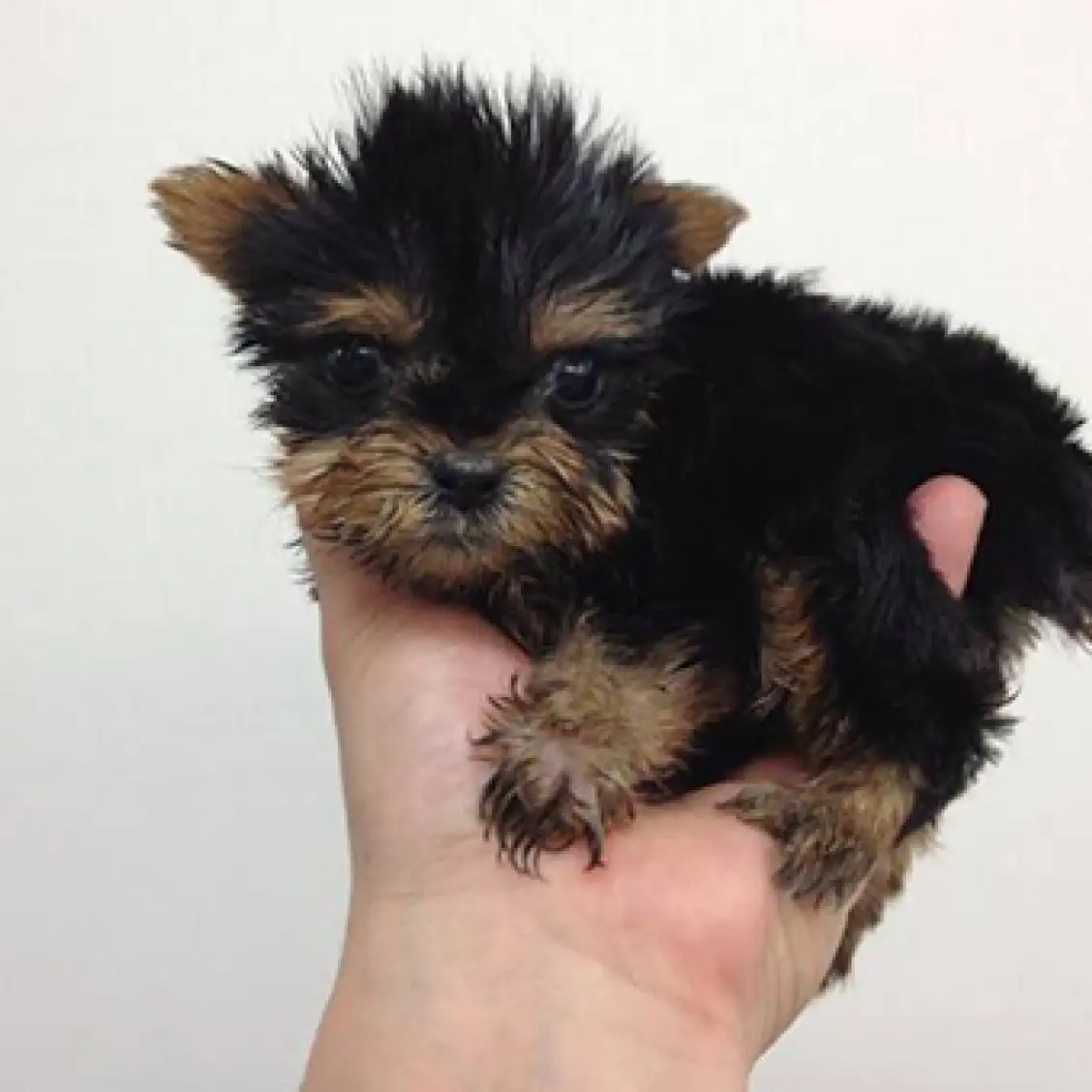 ヨークシャーテリア