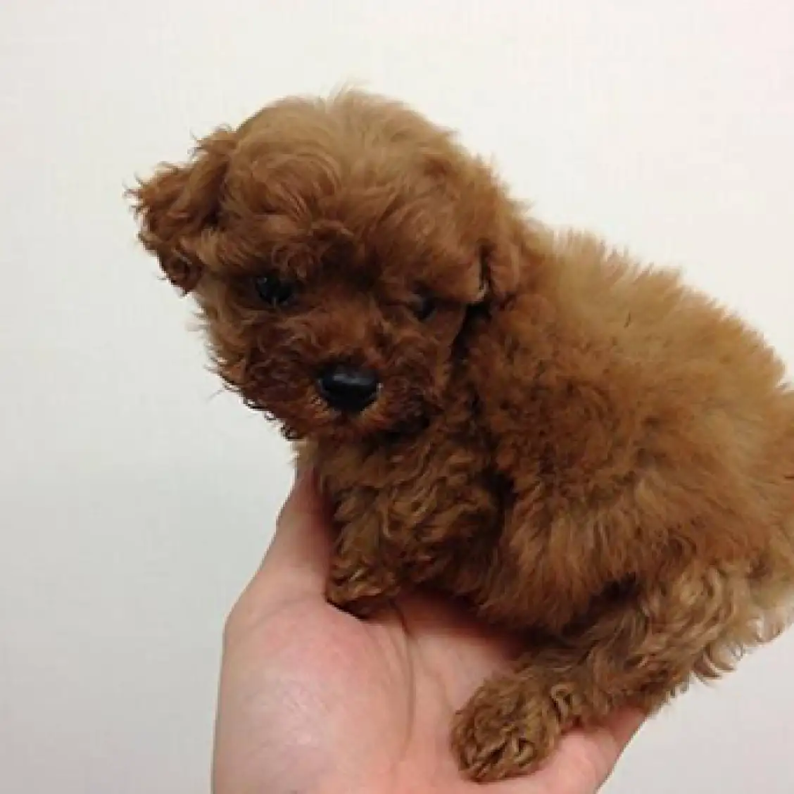 トイ・プードル