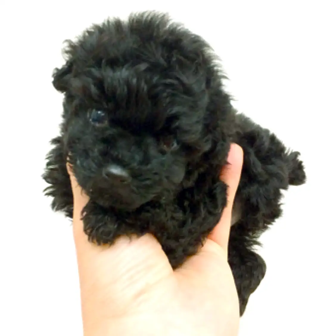 トイ・プードル