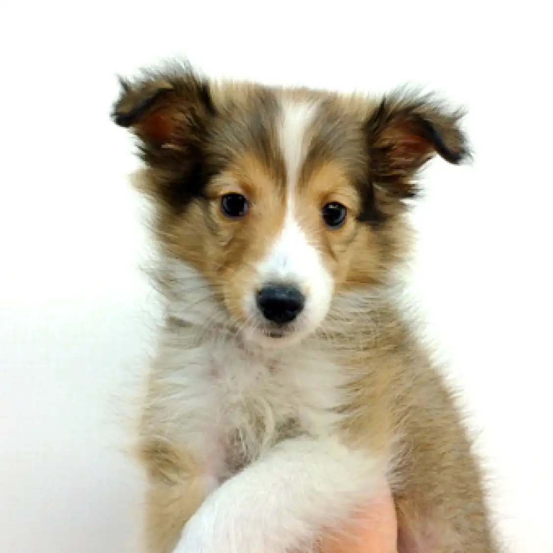 シェットランドシープドッグ