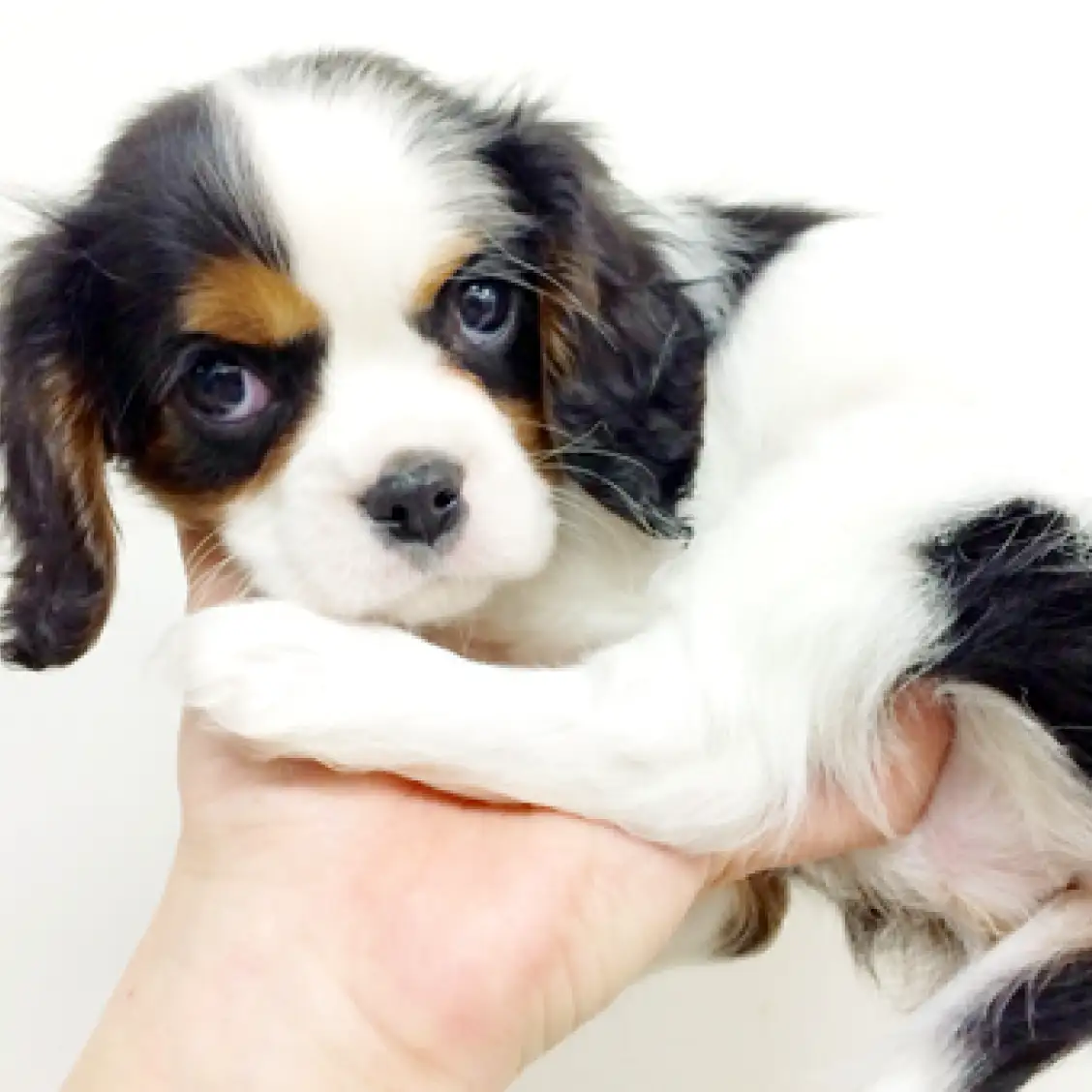 キャバリア・キングチャールズ・スパニエル