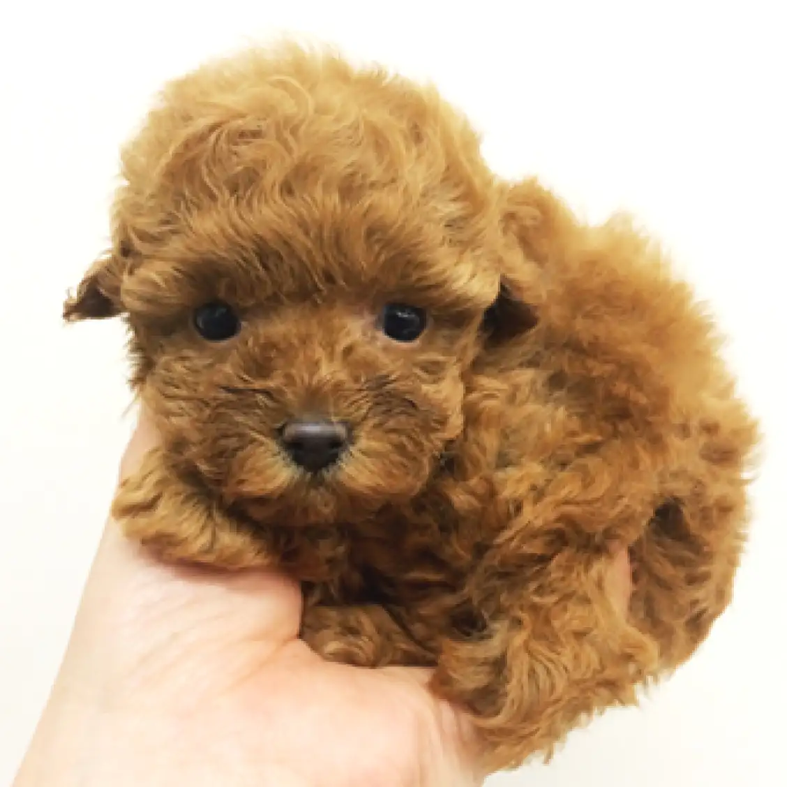 トイ・プードル