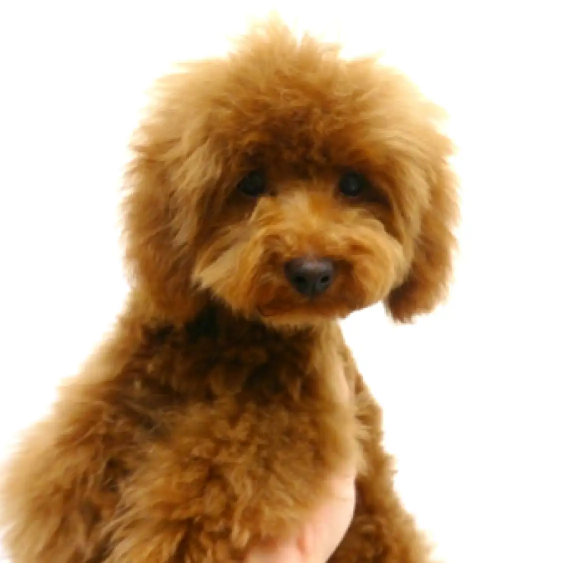 トイ・プードル