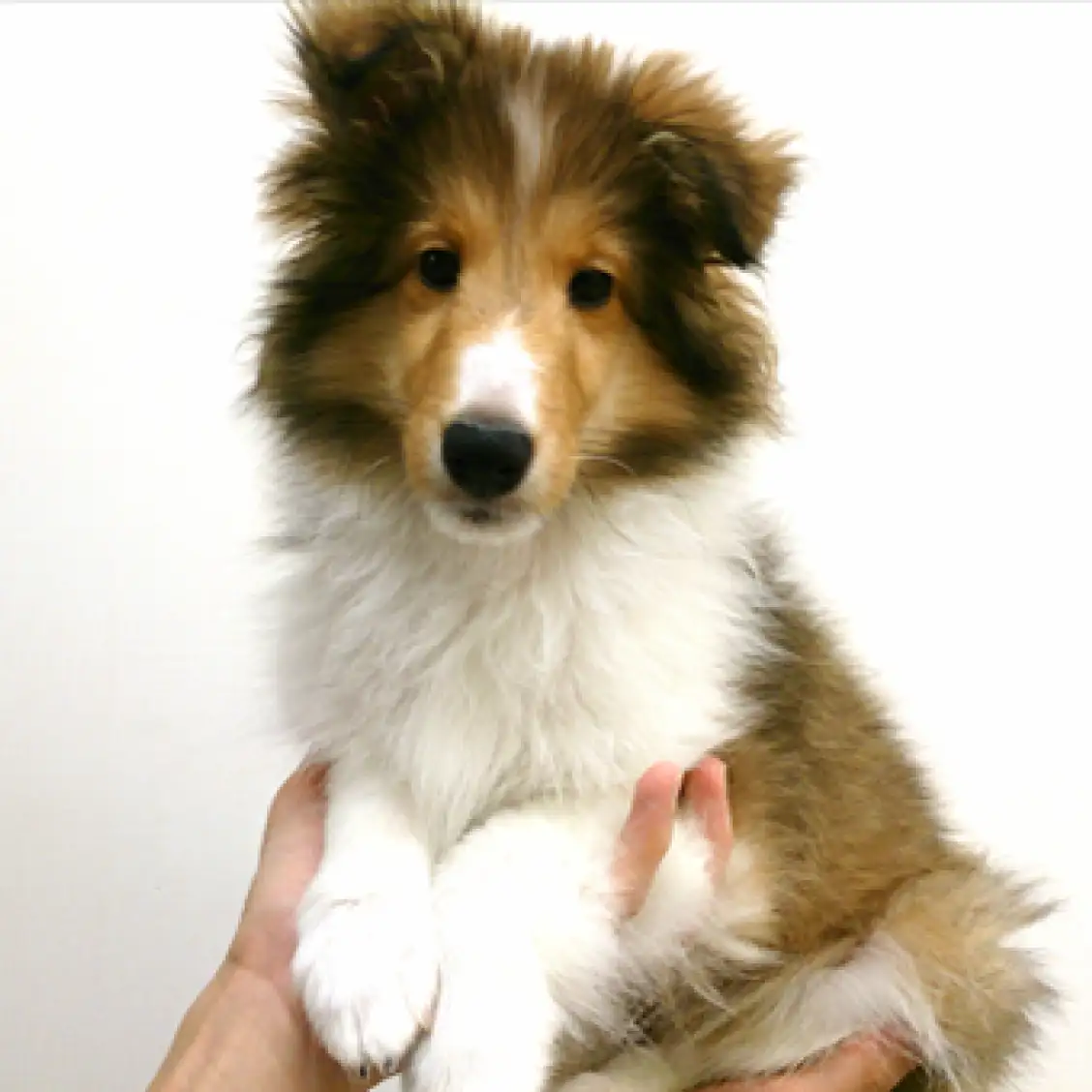 シェットランドシープドッグ