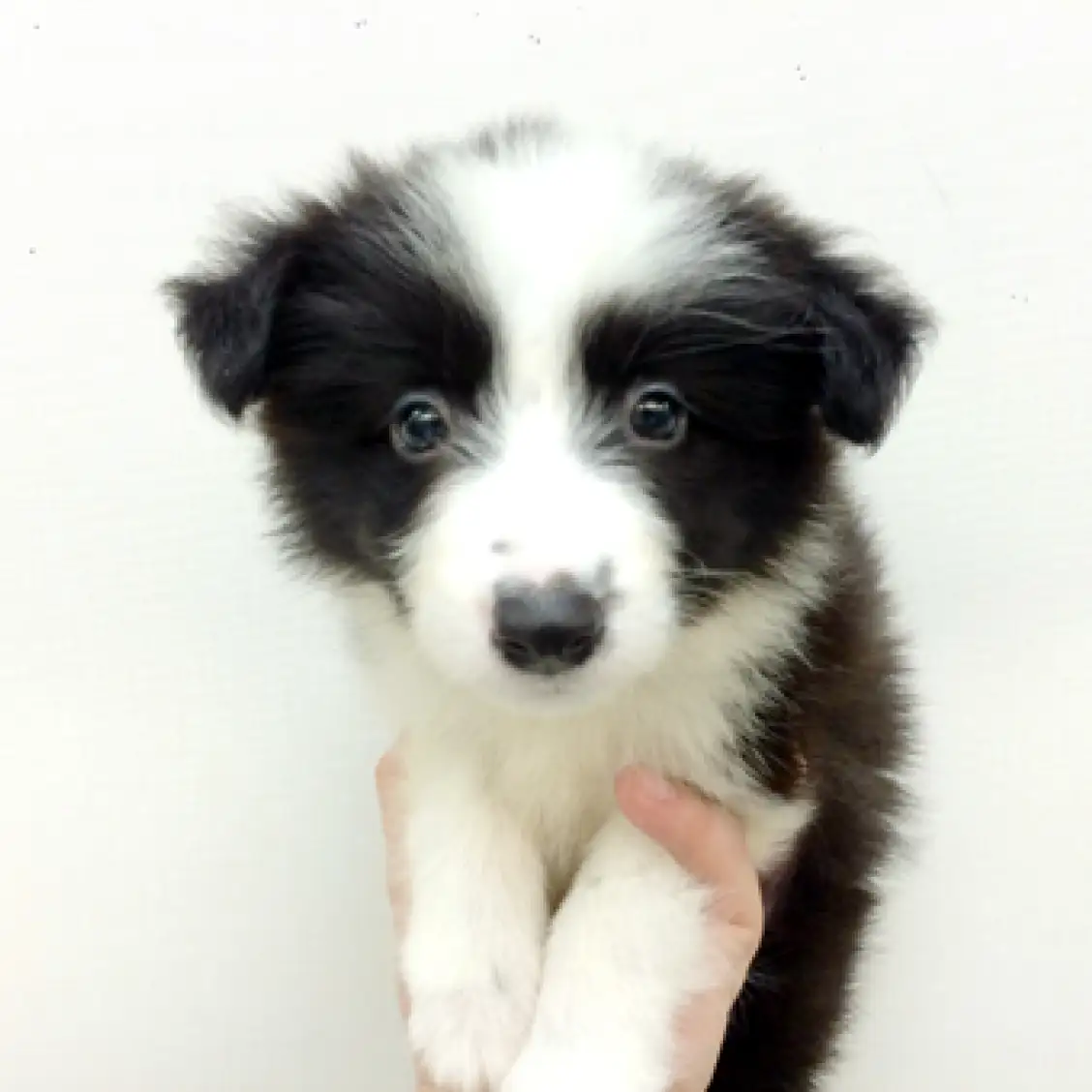 ボーダーコリー