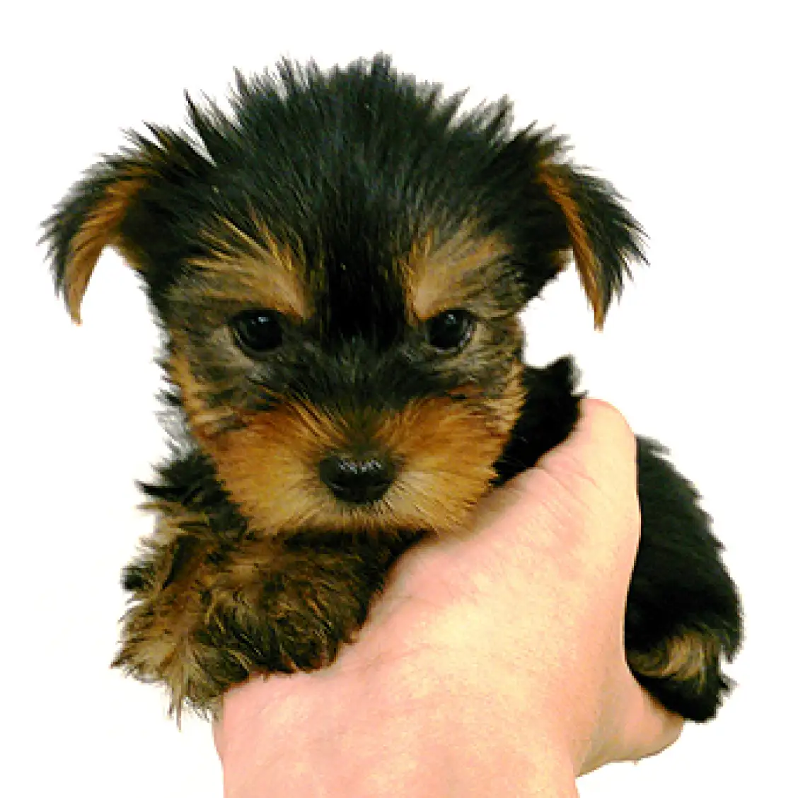 ヨークシャーテリア