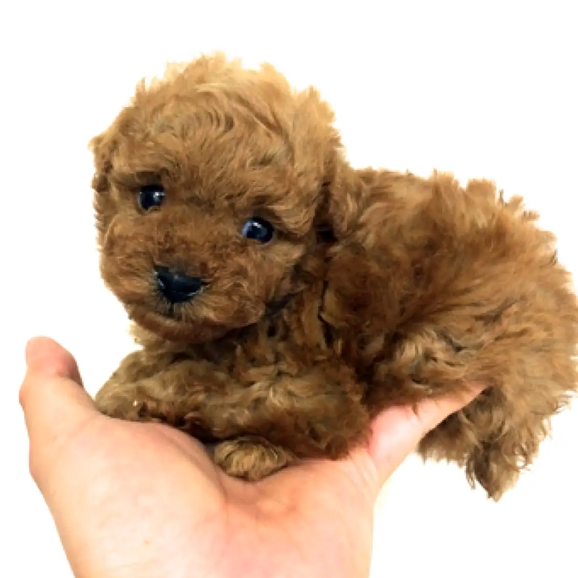 トイ・プードル