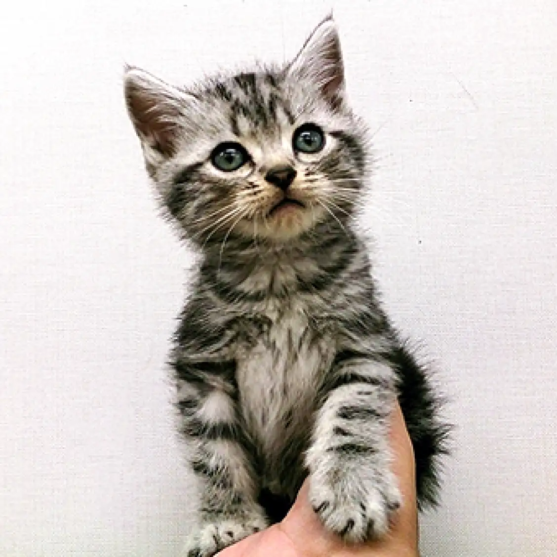 アメリカンショートヘア