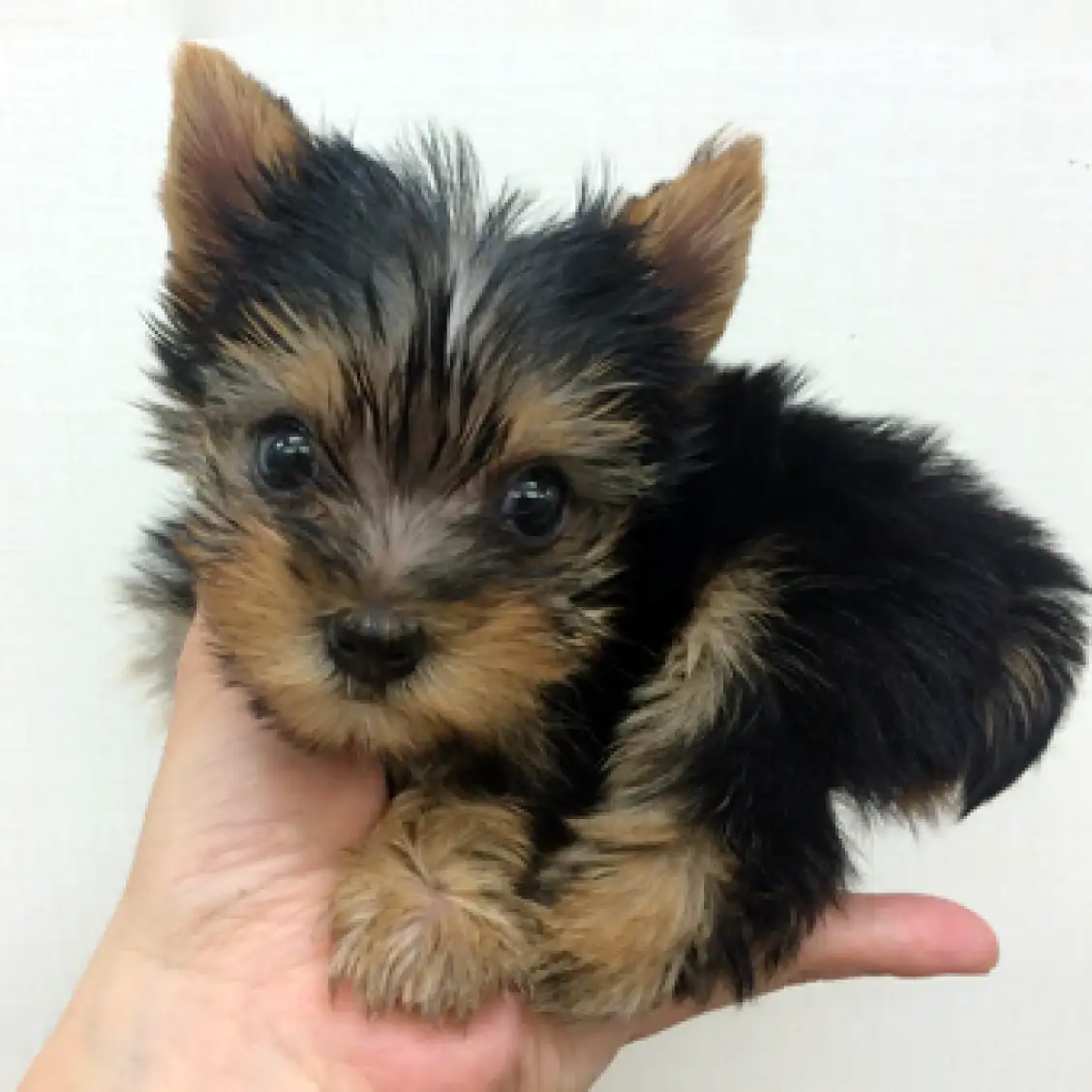 ヨークシャーテリア