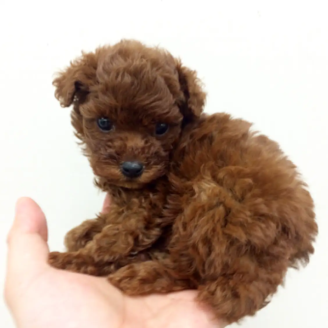 トイ・プードル