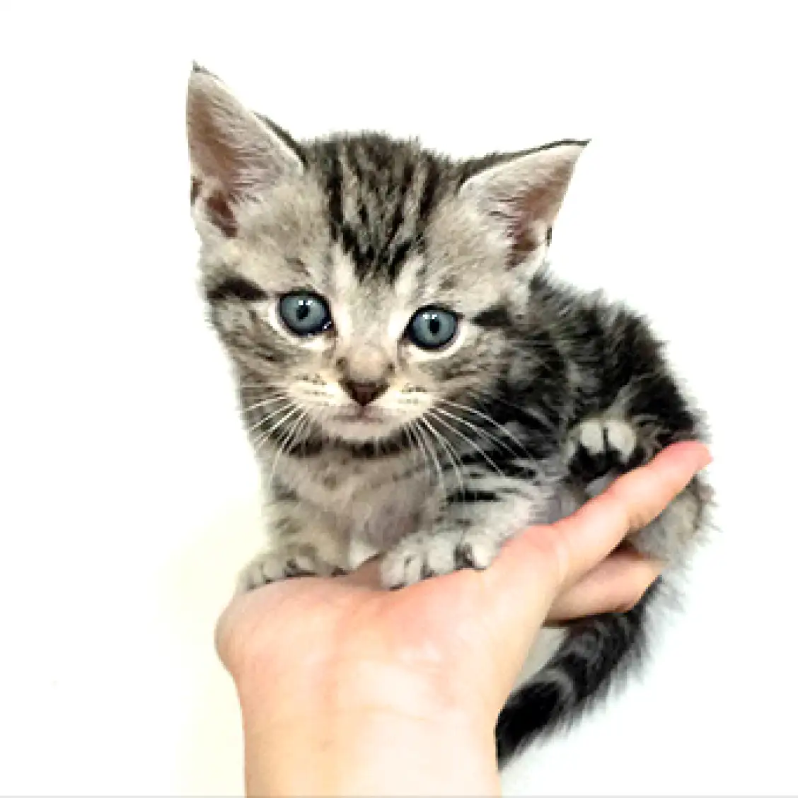 アメリカンショートヘア