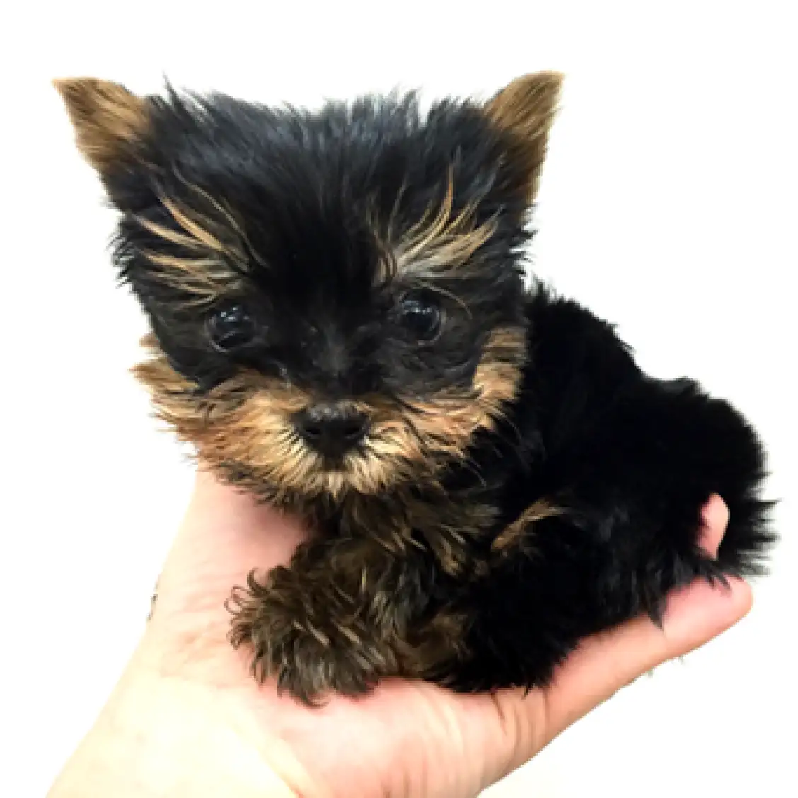 ヨークシャーテリア