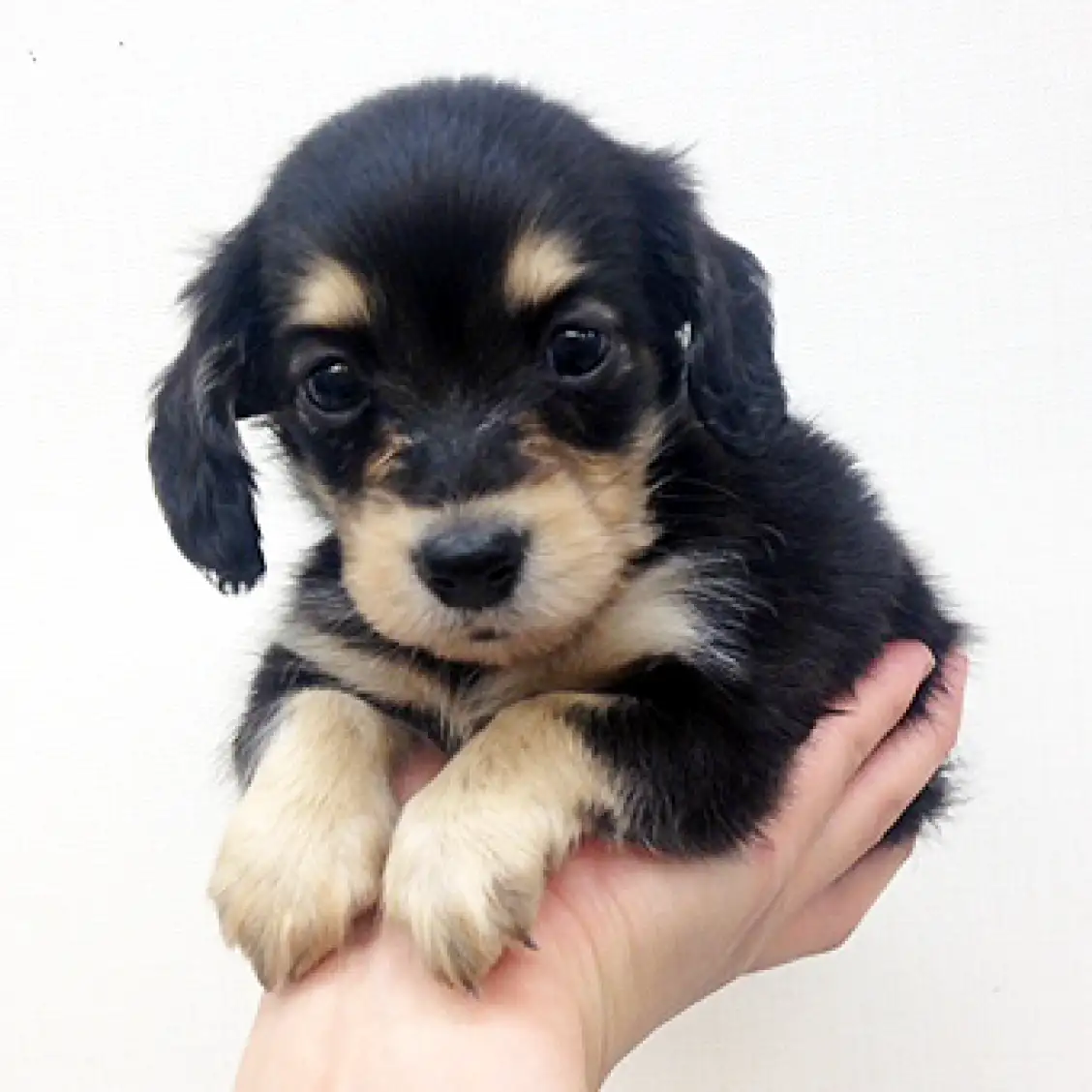 カニンヘン・ダックスフント